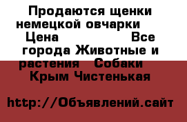 Продаются щенки немецкой овчарки!!! › Цена ­ 6000-8000 - Все города Животные и растения » Собаки   . Крым,Чистенькая